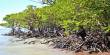 Coastal Ecosystems: Mangroves