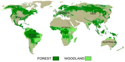 Presentation on Global Distribution of Forest - Assignment Point