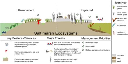 Coastal Ecosystems: Salt Marshes