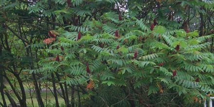 Lecture on Sumac Tree