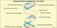 Cellular Effects of Ionizing Radiation