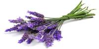 Health Potential of Lavender