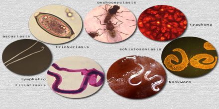 Global Warming affect to spread Tropical Disease - Assignment Point