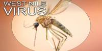 Aymptoms and Treatments of West Nile Virus