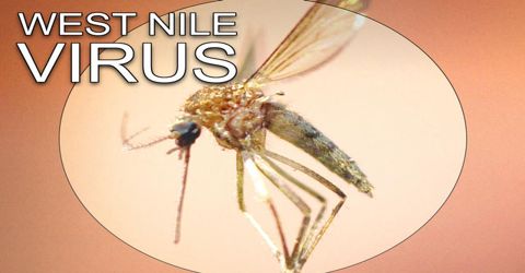 Aymptoms and Treatments of West Nile Virus