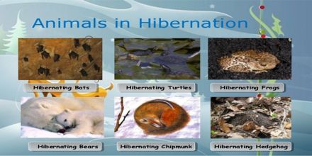 list of animals that hibernate