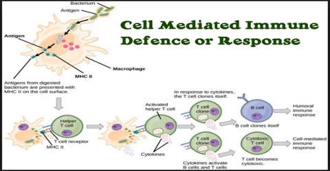 Cell Mediated Immune Defence or Response