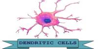 Dendritic Cell and Its Role in Adaptive Immunity