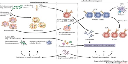 Innate Immunity - Assignment Point