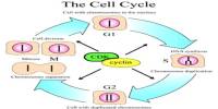 Key Regulators of the Cell Cycle