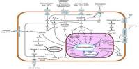 Signal Transduction in the Nervous System