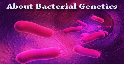 About Bacterial Genetics