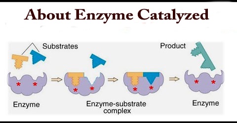 About Enzyme Catalyzed
