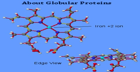 About Globular Proteins
