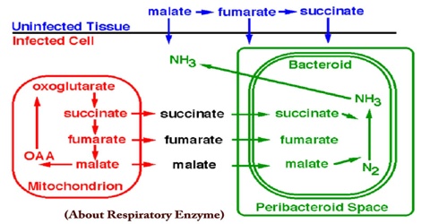 About Respiratory Enzyme