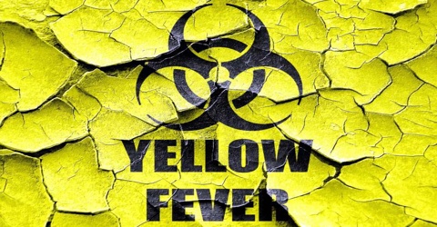 About Yellow Fever