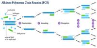 All about Polymerase Chain Reaction (PCR)
