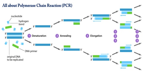 All about Polymerase Chain Reaction (PCR)
