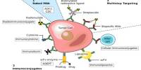Definition of Monoclonal Antibodies