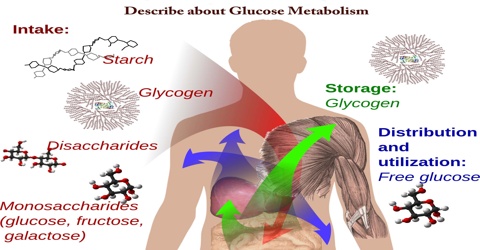 Describe about Glucose Metabolism