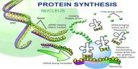 Describe about Protein Synthesis