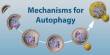 Mechanisms for Autophagy