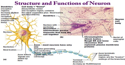 Structure and Functions of Neuron
