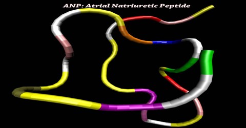 ANP: Atrial Natriuretic Peptide