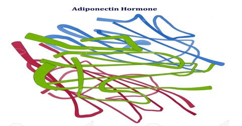 Adiponectin Hormone