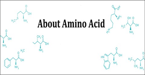 About Amino Acid