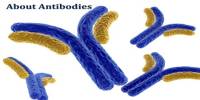 About Antibodies