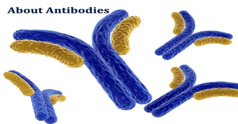 About Antibodies