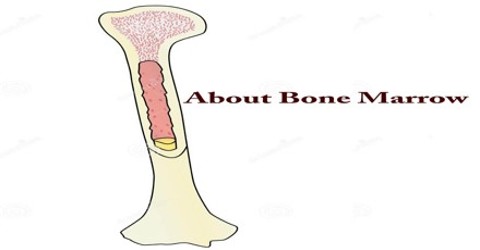 About Bone Marrow - Assignment Point