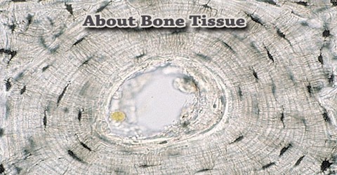 About Bone Tissue