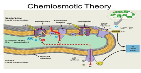 About Chemiosmotic Theory