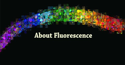 About Fluorescence