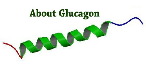 About Glucagon