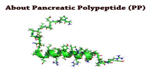 About Pancreatic Polypeptide (PP)