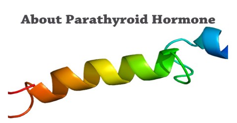 About Parathyroid Hormone