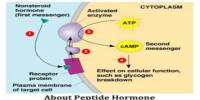 About Peptide Hormone