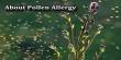 About Pollen Allergy