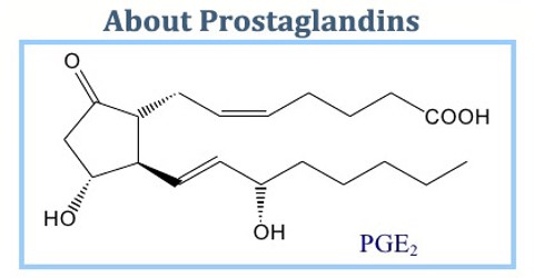 About Prostaglandins (PG)