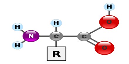 About Amino Acid - Assignment Point