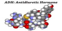 ADH: Antidiuretic Hormone