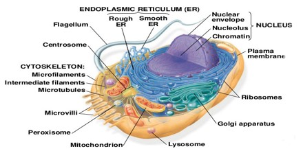 cell structure assignment