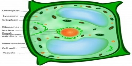 cell structure assignment