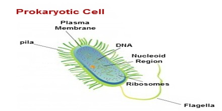 cell structure assignment