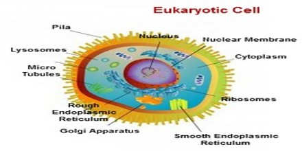 cell structure assignment