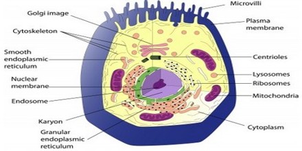 cell structure assignment