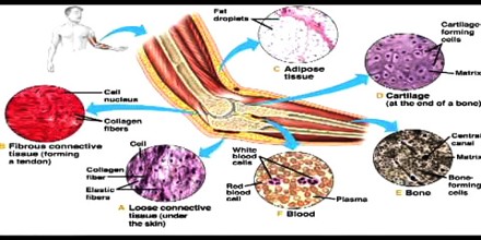 connective tissue body diagram